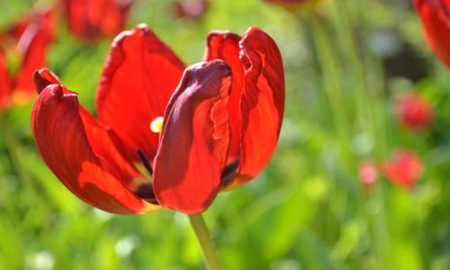 Как вырастить тюльпан в горшке дома. Как посадить тюльпаны в домашних условиях? 05