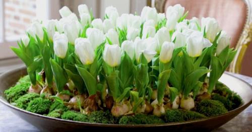 Тюльпаны в горшке уход. Волшебная клумба на подоконнике: как посадить и вырастить тюльпаны в домашних условиях