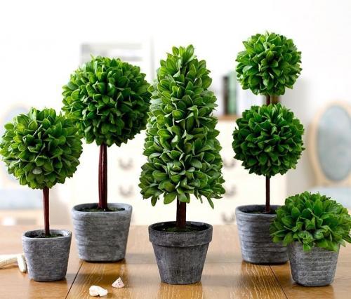 Композиции из комнатных растений в интерьере. Роль комнатных растений в интерьере