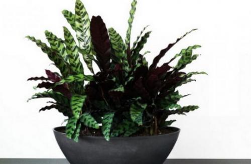 Оформление комнатными растениями интерьера. Оформление интерьера декоративными растениями: выбор фона 02 Оформление комнатными растениями интерьера. Оформление интерьера декоративными растениями: выбор фона 02