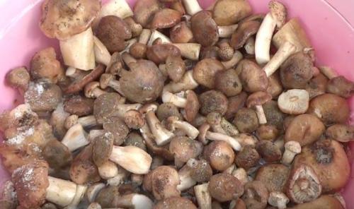 Маринованные грибы с луком на зиму. Как мариновать опята с луком и чесноком на зиму