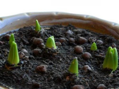 Как вырастить тюльпан в горшке дома. Как посадить тюльпаны в домашних условиях?