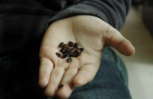 Можно ли арбуз есть с косточками. Можно ли есть арбузные семечки