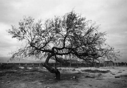 Как нарисовать дерево на стене своими руками пошагово. Изобразите дерево своими руками