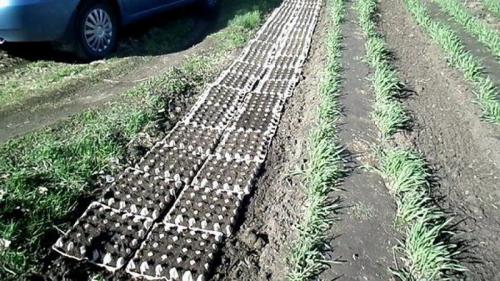 Поделки от упаковки от яиц. Оригинальные поделки, которые можно смастерить из обычных картонок для яиц 56 Поделки от упаковки от яиц. Оригинальные поделки, которые можно смастерить из обычных картонок для яиц 56