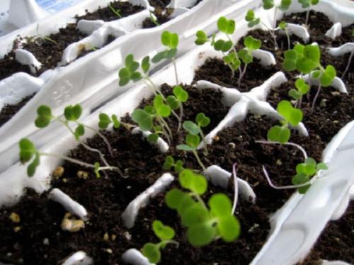 Поделки от упаковки от яиц. Оригинальные поделки, которые можно смастерить из обычных картонок для яиц