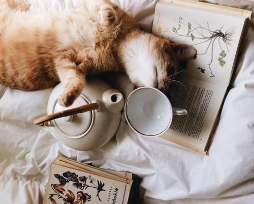 Что делает квартиру уютной. Как сделать съемную квартиру уютной: 5 советов