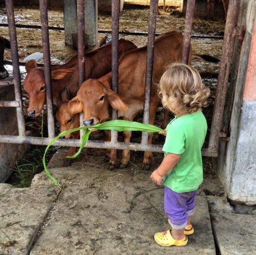 Как сделать корову своими руками. Коровы из картона