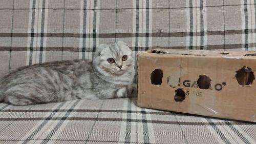 Как сделать игрушку для кота из киндера. Как сделать игрушку для кота из подручных средств