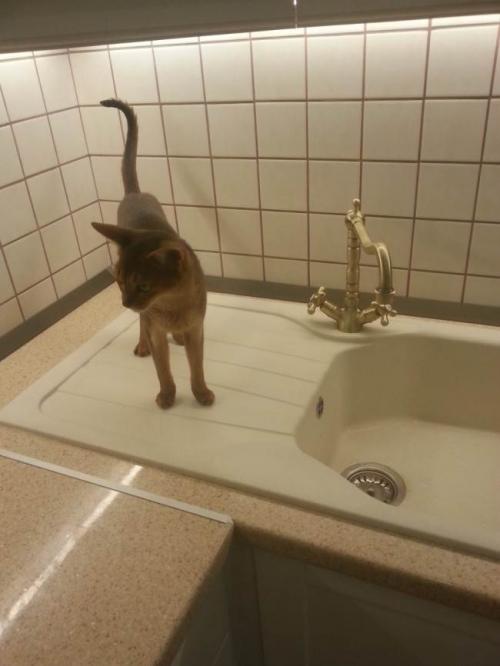 Зал студия с кухней в хрущевке. Белая кухня совмещенная с гостиной в хрущевке 5,6 кв.м.