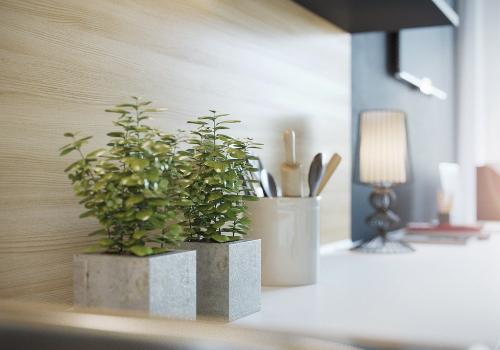 Композиции из комнатных растений в интерьере. Роль комнатных растений в интерьере