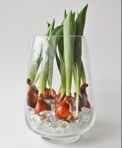 Как вырастить тюльпаны. Цветущие тюльпаны круглый год. Секрет, как вырастить тюльпаны дома без использования земли