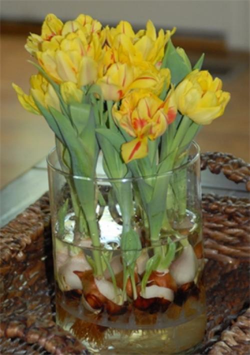 Как вырастить тюльпаны. Цветущие тюльпаны круглый год. Секрет, как вырастить тюльпаны дома без использования земли