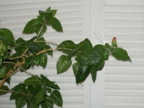 Как сделать шторы своими руками из обоев. Шторы из обоев своими руками