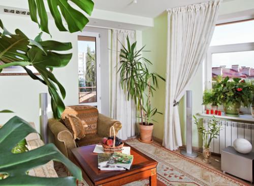 Цветы на южных окнах. Растения для южных, северных, восточных и западных окон 03 Цветы на южных окнах. Растения для южных, северных, восточных и западных окон 03