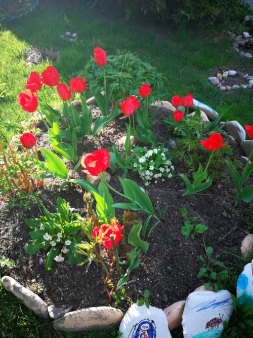 Как сохранить тюльпаны в горшке. Как вырастить тюльпаны в цветочном горшке и на клумбе?