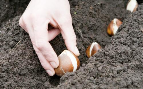 Как сохранить тюльпаны в горшке. Как вырастить тюльпаны в цветочном горшке и на клумбе?