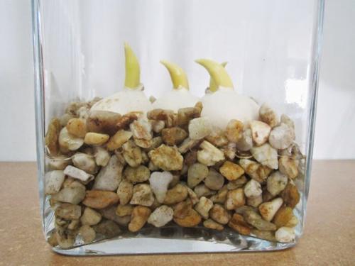 Как сохранить тюльпаны в горшке. Как вырастить тюльпаны в цветочном горшке и на клумбе?