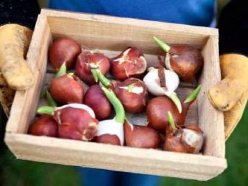 Как вырастить тюльпаны в домашних условиях. Условия, необходимые тюльпанам 01