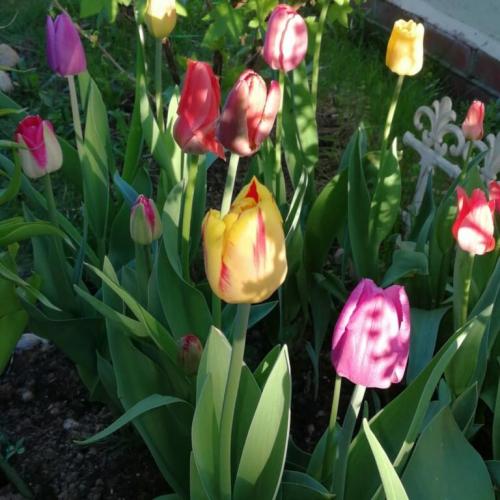 Как сохранить тюльпаны в горшке. Как вырастить тюльпаны в цветочном горшке и на клумбе?