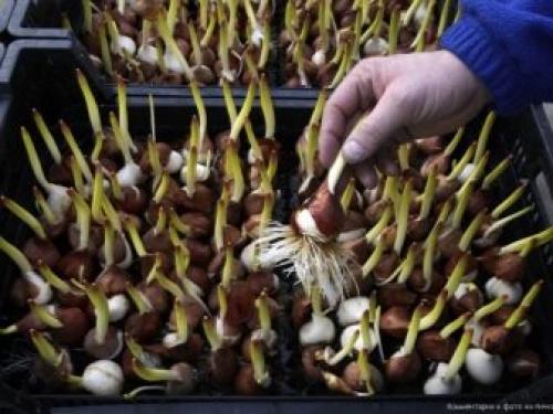 Как вырастить тюльпаны в домашних условиях. Условия, необходимые тюльпанам 04