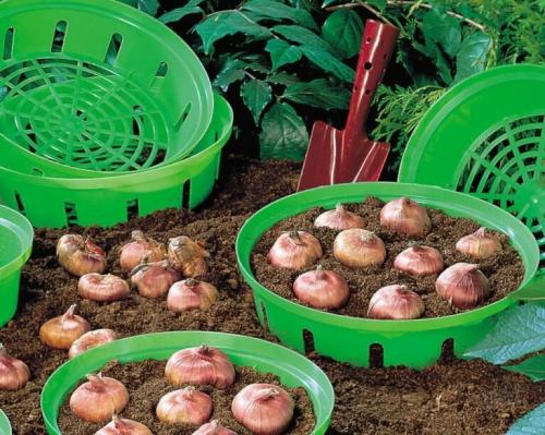 Как сохранить тюльпаны в горшке. Как вырастить тюльпаны в цветочном горшке и на клумбе?