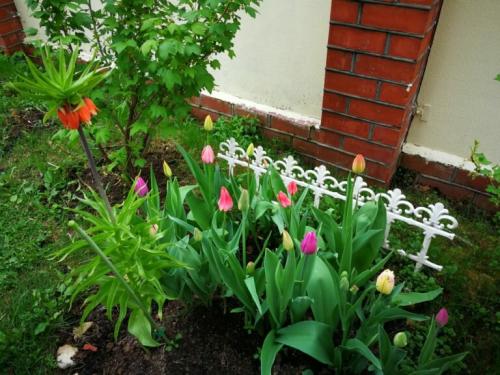 Как сохранить тюльпаны в горшке. Как вырастить тюльпаны в цветочном горшке и на клумбе?