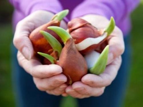 Как вырастить тюльпаны в домашних условиях. Условия, необходимые тюльпанам 05