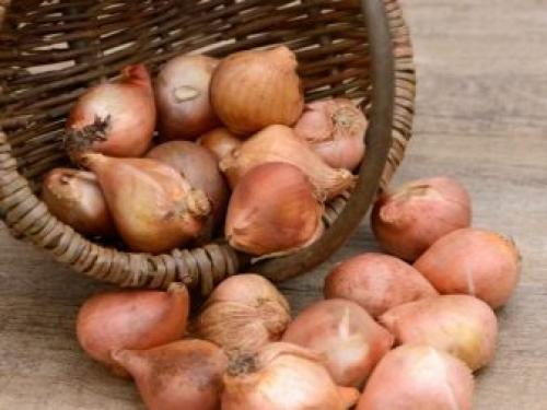 Как вырастить тюльпаны в домашних условиях. Условия, необходимые тюльпанам 02