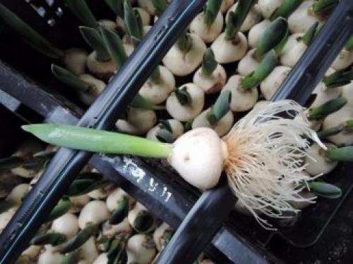 Как вырастить тюльпаны в домашних условиях. Условия, необходимые тюльпанам 03