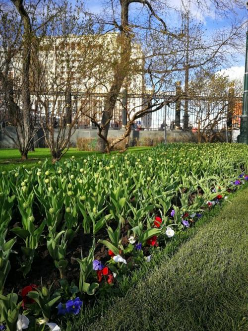 Как сохранить тюльпаны в горшке. Как вырастить тюльпаны в цветочном горшке и на клумбе?