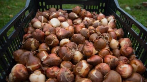 Как сохранить тюльпаны в горшке. Как вырастить тюльпаны в цветочном горшке и на клумбе?