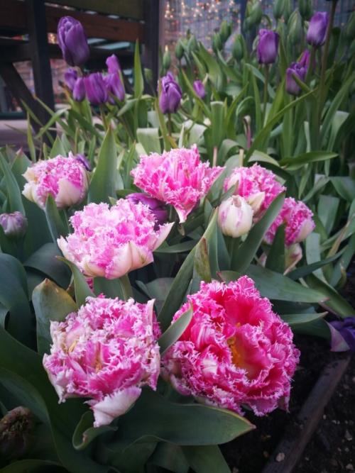 Как сохранить тюльпаны в горшке. Как вырастить тюльпаны в цветочном горшке и на клумбе?