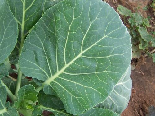 Грузинское рыбное блюдо пихта. 