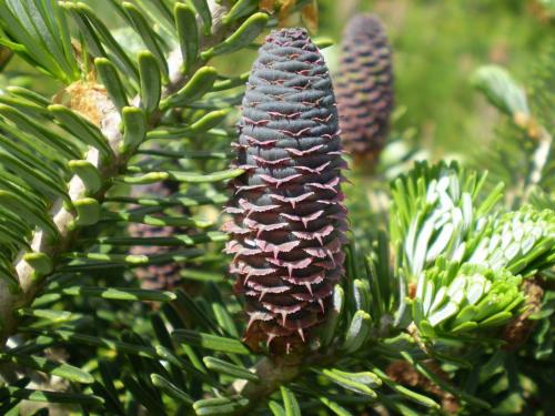 Рецепт пихта грузинское блюдо. БЛЮДА ГРУЗИНСКОЙ КУХНИ С ФОТО — КУЛИНАРНЫЙ СЛОВАРЬ 21