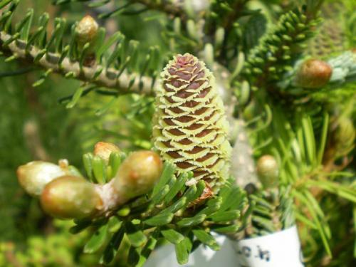 Рецепт пихта грузинское блюдо. БЛЮДА ГРУЗИНСКОЙ КУХНИ С ФОТО — КУЛИНАРНЫЙ СЛОВАРЬ 20