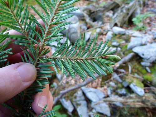 Рецепт пихта грузинское блюдо. БЛЮДА ГРУЗИНСКОЙ КУХНИ С ФОТО — КУЛИНАРНЫЙ СЛОВАРЬ 27