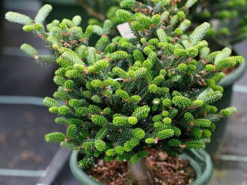 Рецепт пихта грузинское блюдо. БЛЮДА ГРУЗИНСКОЙ КУХНИ С ФОТО — КУЛИНАРНЫЙ СЛОВАРЬ 16