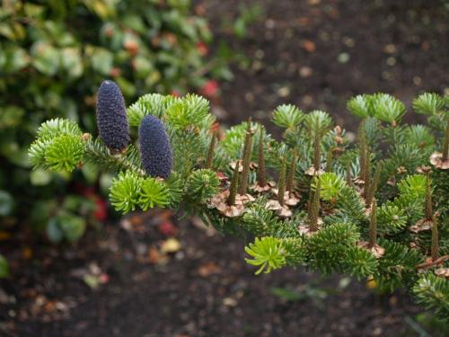 Рецепт пихта грузинское блюдо. БЛЮДА ГРУЗИНСКОЙ КУХНИ С ФОТО — КУЛИНАРНЫЙ СЛОВАРЬ 19