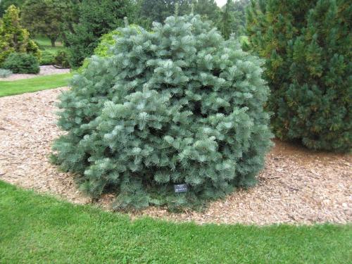 Рецепт пихта грузинское блюдо. БЛЮДА ГРУЗИНСКОЙ КУХНИ С ФОТО — КУЛИНАРНЫЙ СЛОВАРЬ 29