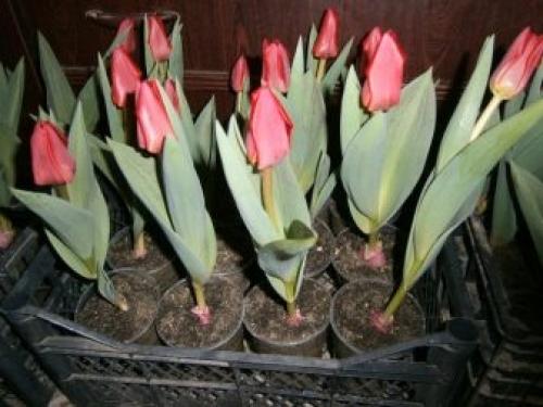 Можно ли выращивать тюльпаны дома в горшке. Посадка цветов в домашних условиях – пошаговая инструкция 23