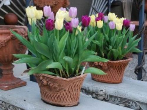 Можно ли выращивать тюльпаны дома в горшке. Посадка цветов в домашних условиях – пошаговая инструкция 25