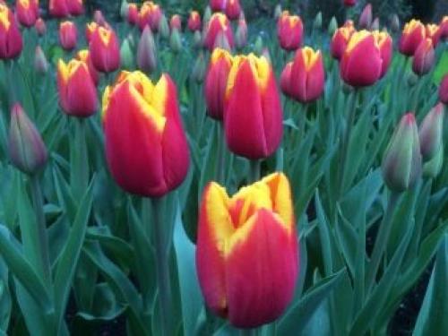 Можно ли выращивать тюльпаны дома в горшке. Посадка цветов в домашних условиях – пошаговая инструкция 22