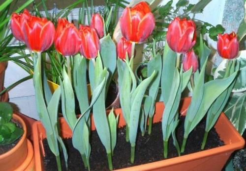 Можно ли выращивать тюльпаны дома в горшке. Посадка цветов в домашних условиях – пошаговая инструкция 21
