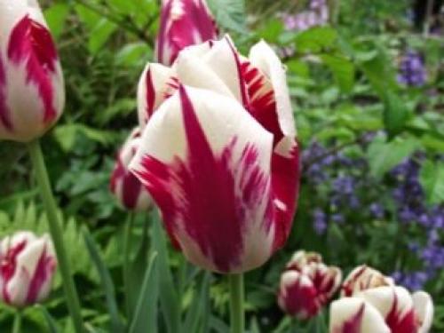 Можно ли выращивать тюльпаны дома в горшке. Посадка цветов в домашних условиях – пошаговая инструкция 26