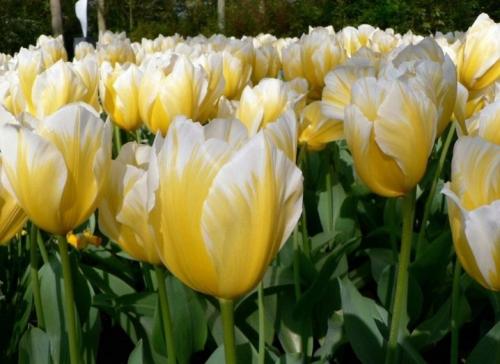 Можно ли выращивать тюльпаны дома в горшке. Посадка цветов в домашних условиях – пошаговая инструкция 24