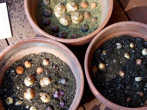 Можно ли выращивать тюльпаны дома в горшке. Посадка цветов в домашних условиях – пошаговая инструкция 01