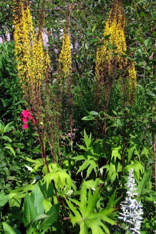 Сад малого ухода. Растения для малоуходного сада