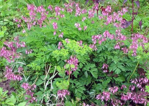 Сад малого ухода. Растения для малоуходного сада