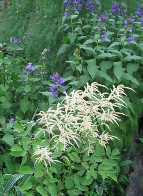 Сад малого ухода. Растения для малоуходного сада